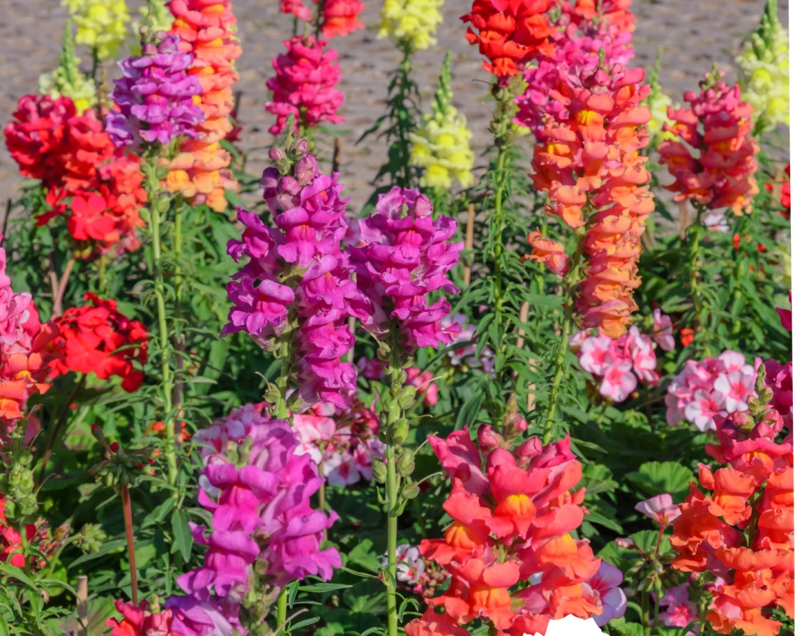 snapdragon flowers